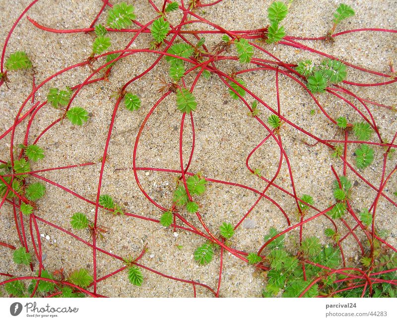 Strandliane Pflanze rot grün Liane Kletterpflanzen Blatt geordnetes Chaos Stengel Sand