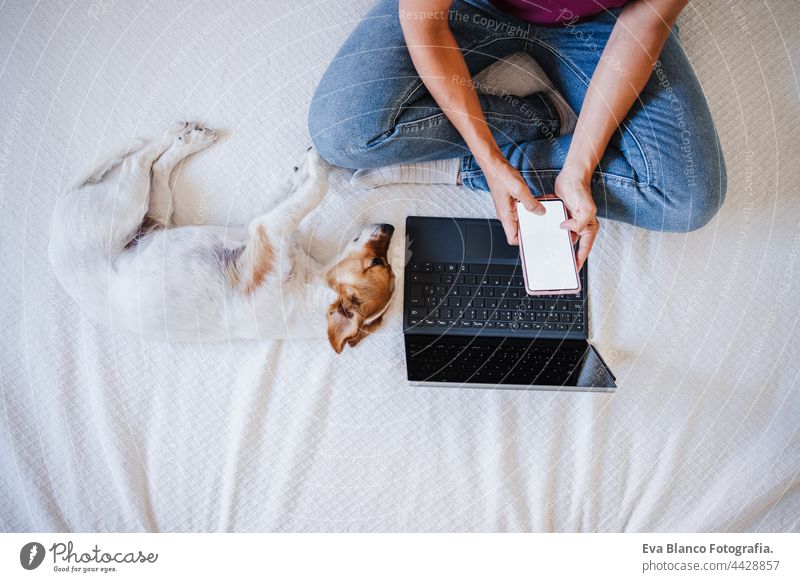Nahaufnahme einer nicht erkennbaren Frau, die zu Hause am Laptop und Handy arbeitet, während ein süßer Jack-Russell-Hund auf dem Bett ruht. Heimbüro, Haustiere, Liebe und Entspannung