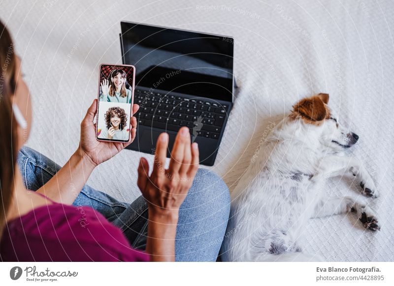unerkennbar Frau zu Hause tun Videoanruf mit Freunden auf dem Handy, während niedlich Jack Russell Hund auf dem Bett ruht. Home-Office, Haustiere, Liebe und Entspannung