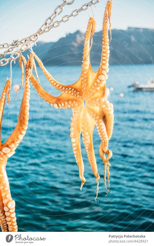 Leuchtend orangefarbener Oktopus beim Trocknen am Meer in Griechenland Octopus Trocknung Meeresfrüchte MEER mediterran Lebensmittel Sommer blau