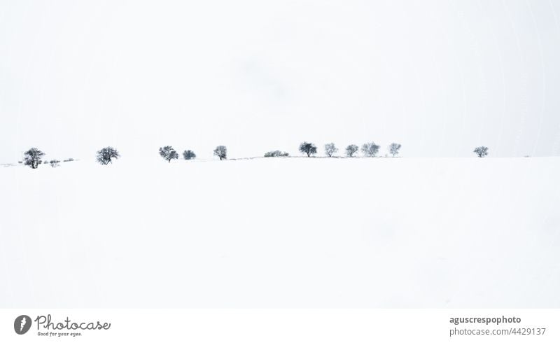 Schneelandschaft. Reihe von Bäumen am Horizont nach einem Wintersturm. copy space. Winter-Konzept Landschaft Textfreiraum Linie Unwetter Baum verschneite