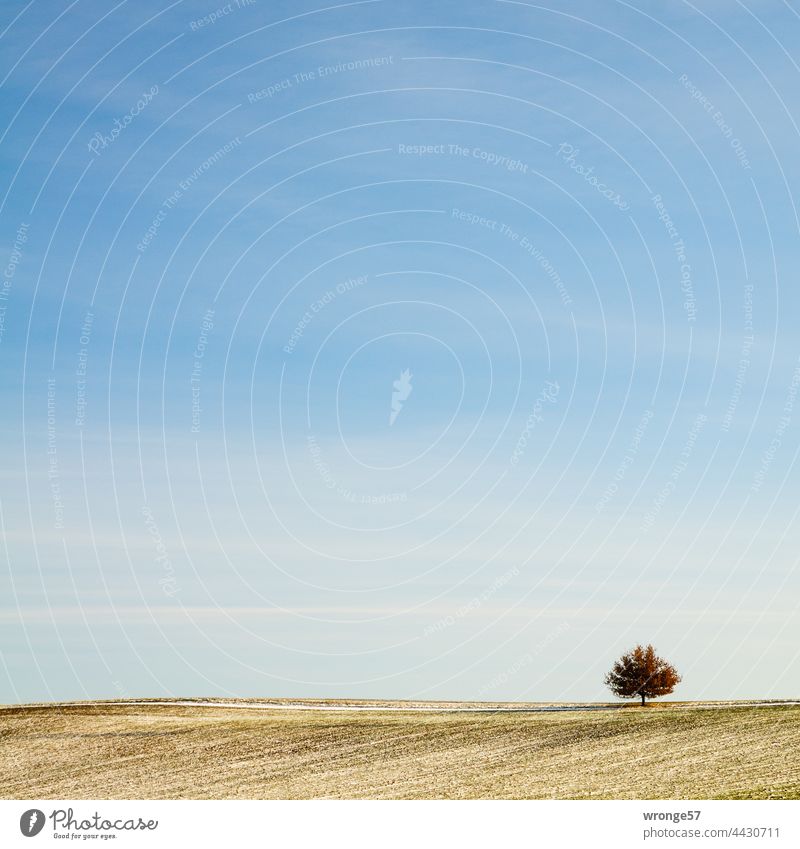 Ein einzelner Laubbaum am tiefen Horizont eines abgeernteten Feldes der Magdeburger Börde vor leichtbewölkten blauen Himmel solitär Einzelstand tiefer Horizont