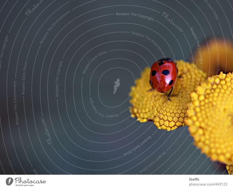 Marienkäfer als Glücksbringer Glückssymbol Glückwünsche leicht Lebensfreude gelb Leichtigkeit krabbeln rot gelbe Blume gelbe Wildblume Sommergefühl einzigartig