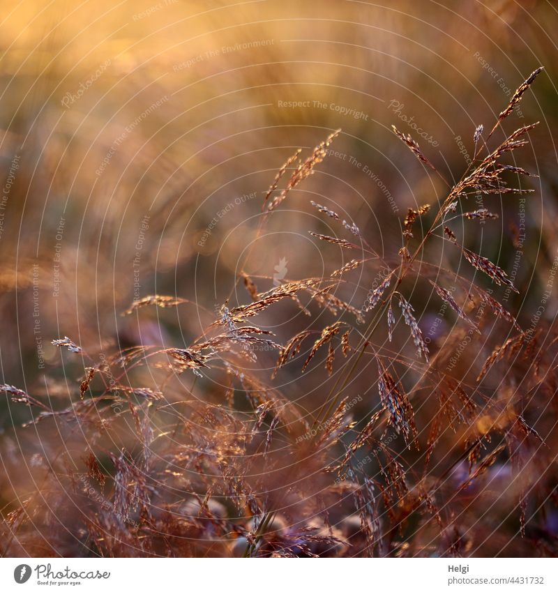 Gräser im Gegenlicht der Abendsonne Gras Grashalm Sonnenlicht Nahaufnahme Makroaufnahme zart filigran schwache Tiefenschärfe Natur Umwelt Wiese Pflanze Farbfoto