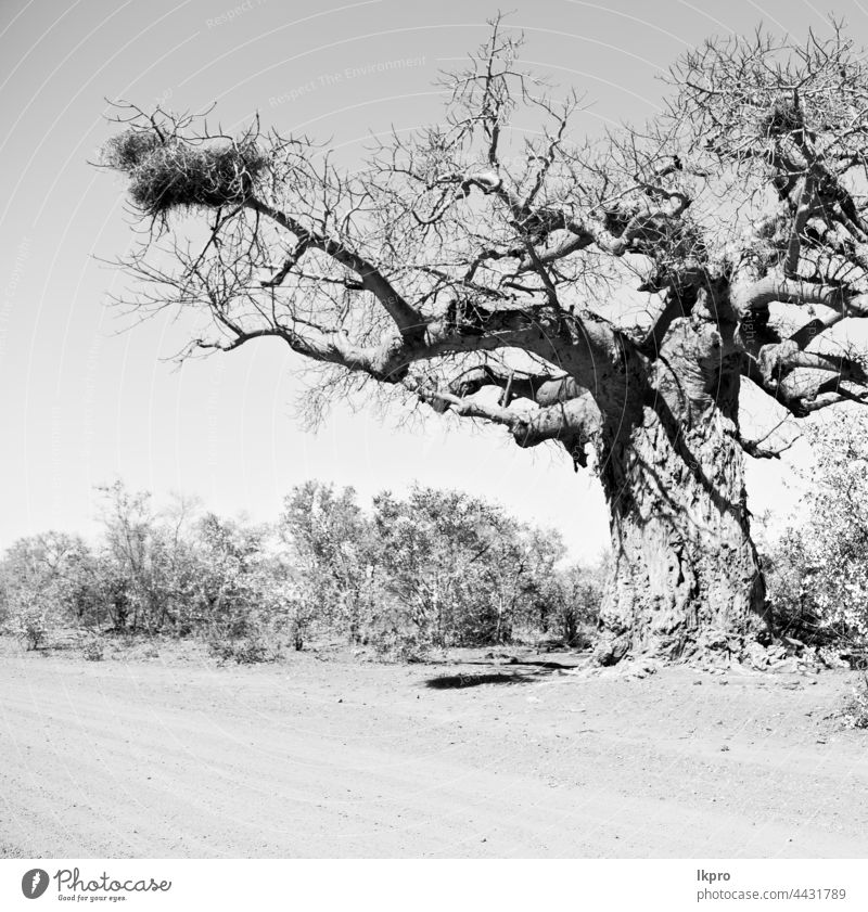 in südafrika straße und baobab Baum Madagaskar Afrika Afrikanisch Landschaft groß Natur morondava riesig Vegetation Flora Pflanze Allee reisen alt Wald tropisch