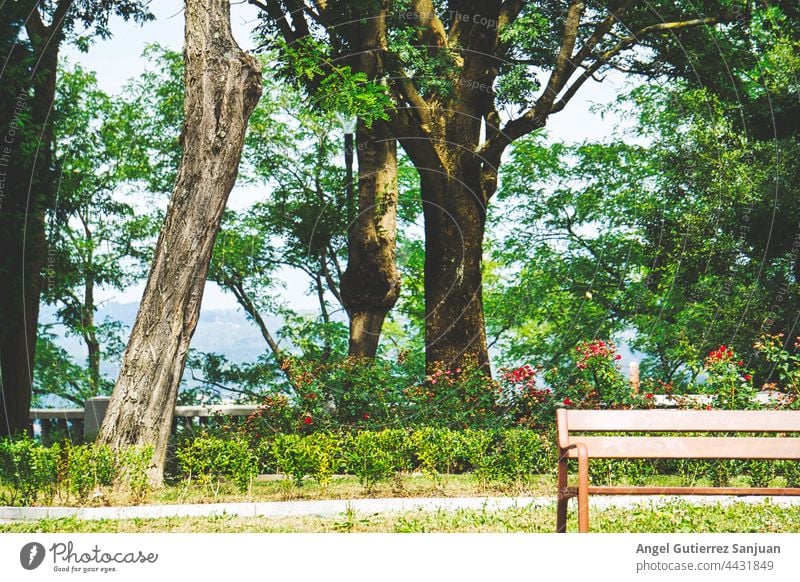 Sitzbank zum Sitzen, wenn Sie müde sind, in der Mitte der Bäume Bank grün Parkbank Erholung Baum Holzbank Pause Garten Windstille Sitzgelegenheit sitzen Natur