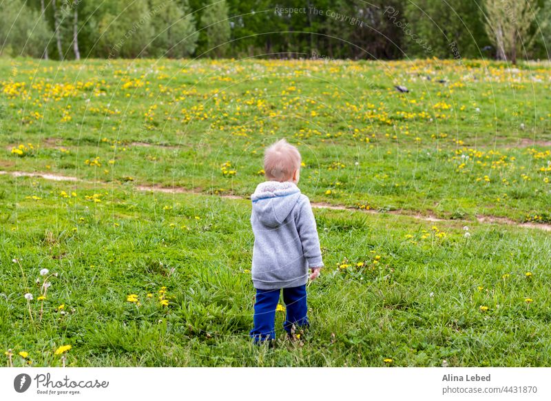 Ein fröhliches Kind geht auf einem Feld mit Löwenzahn spazieren. Junge Kleinkind Gesundheit Kaukasier Baby schön Kindheit niedlich Spaß Gras grün Fröhlichkeit