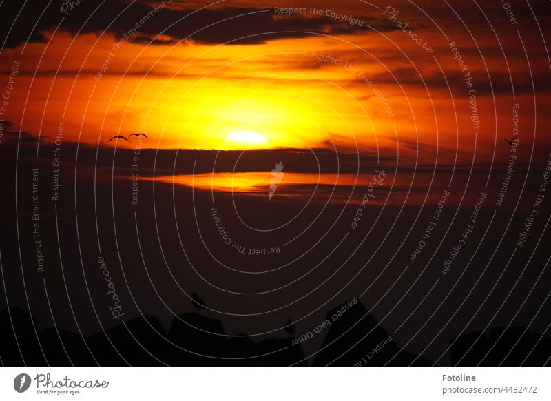 Sonnenuntergang auf der Düne von Helgoland. Die Sonne versinkt dramatisch am Horizont, auf den Tetrapoden sitzen Möwen und schauen sich das Spektakel mit uns an.
