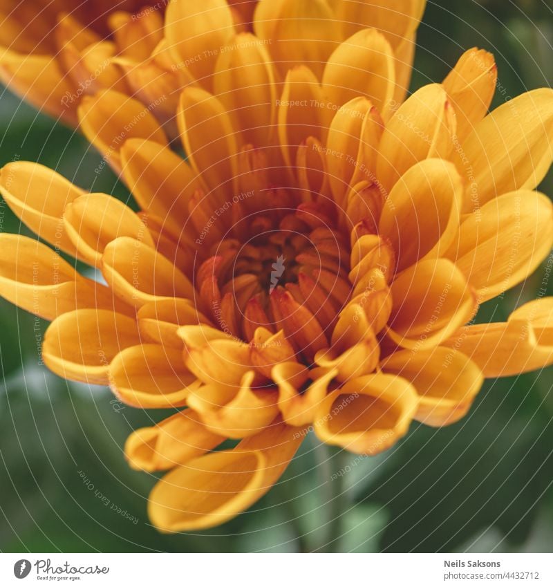 tolle Makroaufnahme einer schönen orangefarbenen Chrysantheme auf einem unscharfen Hintergrund in Nahaufnahme. Detaillierte gelbe Blütenblätter in natürlichem Licht aus dem Fenster