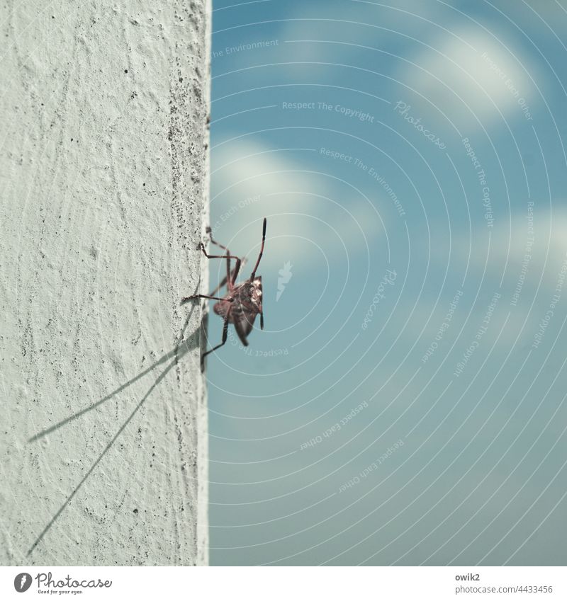 Fühler ausstrecken Insekt Tier 1 nah klein geduldig ruhig Sonnenbad Gelassenheit Vorsicht beobachten Farbfoto Außenaufnahme Nahaufnahme Detailaufnahme