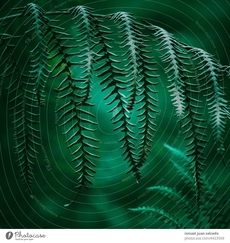 grüne Farnblätter im Frühling Wurmfarn Pflanze Blatt Blätter abstrakt Textur texturiert Garten geblümt Natur dekorativ im Freien Zerbrechlichkeit Hintergrund