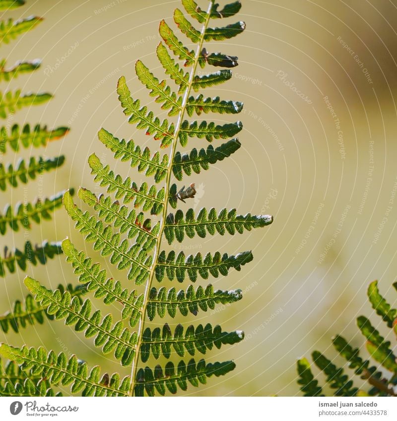 grünes Farnblatt im Frühling Wurmfarn Pflanze Blatt Blätter abstrakt Textur texturiert Garten geblümt Natur dekorativ im Freien Zerbrechlichkeit Hintergrund
