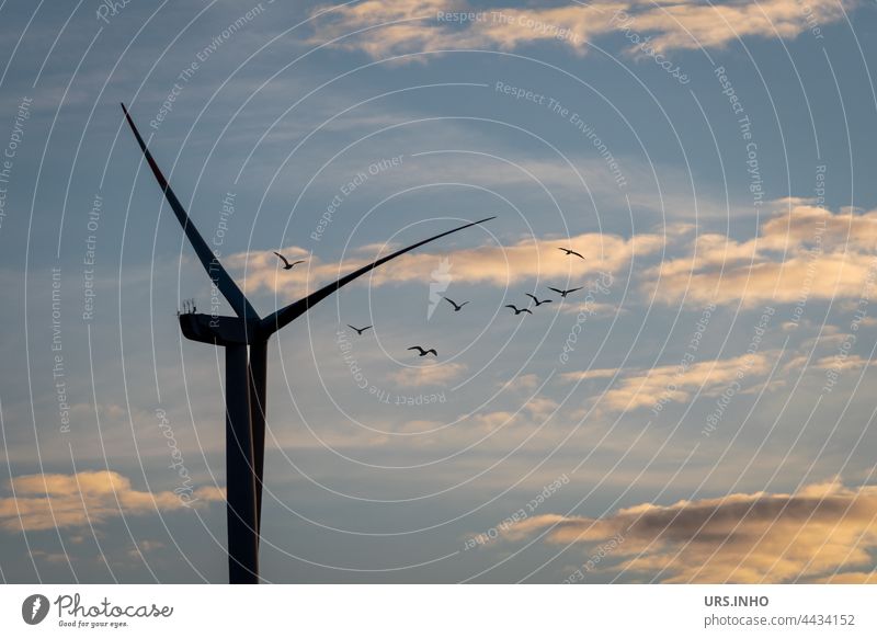 Die Vögel fliegen hoch oben bei wolkigem Himmel dicht am Rotor der Windkraftanlage vorbei Erneuerbare Energie Energiewirtschaft Elektrizität ökologisch