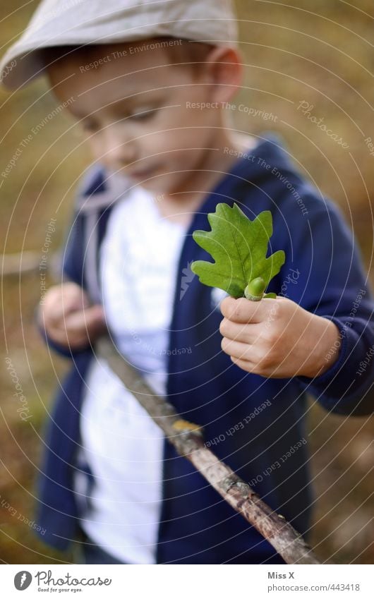 Der Herbst kommt Mensch Kind 1 3-8 Jahre Kindheit Blatt Wald niedlich Herbstlaub Eicheln Eichenblatt Sammlung Außenaufnahme Herbstwald Stock Ast Farbfoto