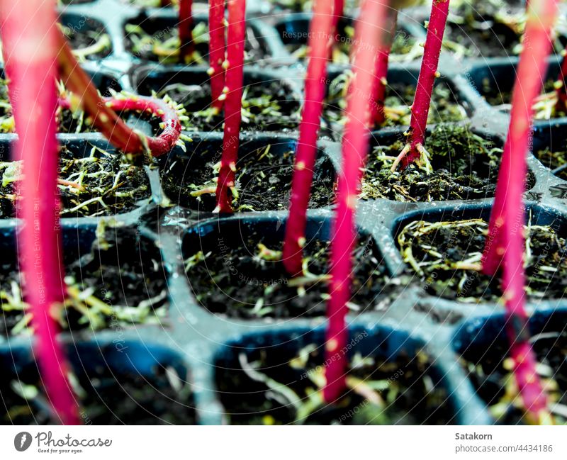 Roter Stamm von Ringelblumensetzlingen in Kunststoff-Setzkasten Keimling Wurzeln Tablett jung sprießen Natur Blume Pflanze Hintergrund grün rot frisch Garten