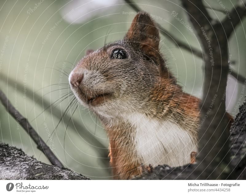 Eichhörnchen im Baum Sciurus vulgaris Tiergesicht Kopf Auge Maul Nase Ohr Fell Pfote Krallen Nagetiere Natur Wildtier beobachten Blick Neugier niedlich