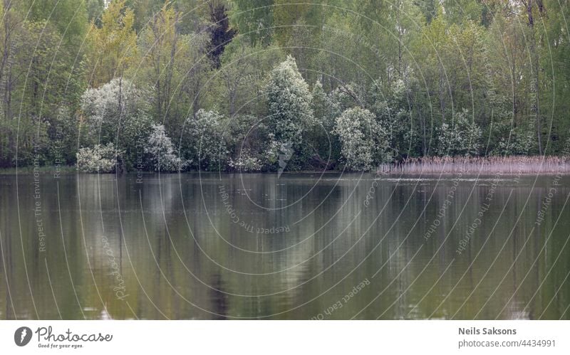 Frühling Wald Reflexion in ruhigen Teich oder See Wasser, April Abend schön dim blasses Licht, blühende weiße Vogel Kirschbäume Hintergrund Schönheit schwarz