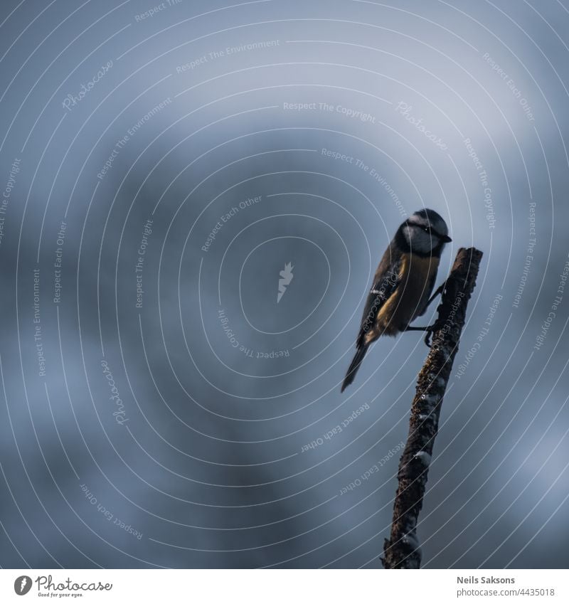 Blaumeise auf moosbewachsenem Aststock im Winter Tier Vogel Hintergrund Schnabel schön Biodiversität Biologie Vogelbeobachtung schwarz blau gesäumt