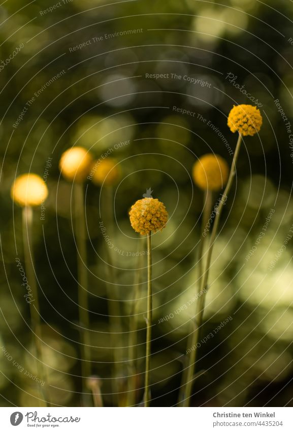 Craspedia globosa, Trommelstöckchen vor grünem Hintergrund mit gesprenkeltem Licht und Bokeh Blume Pflanze Trommelstöckchen Blume Natur gelb Blüte modern