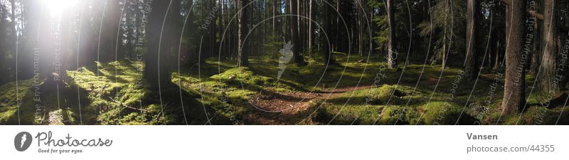 deep in the woods Wald Licht Baum Panorama (Aussicht) Schatten Sonne Schweden groß Panorama (Bildformat)