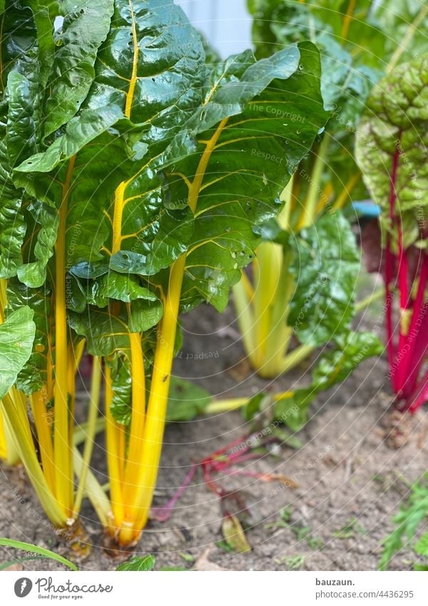mangold. Mangold Mangoldblätter Lebensmittel Gemüse Vegetarische Ernährung Gesundheit frisch Farbfoto Bioprodukte Vegane Ernährung Gemüsebeet Gemüsegarten