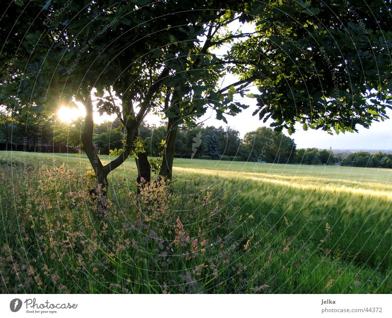 sunshine... Sonne Landschaft Baum Gras Blatt Feld hell Kornfeld Baumstamm Gerste Gerstenfeld Ast Zweig natur pur Sonnenstrahlen Gegenlicht