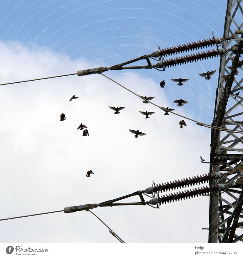 Tanz der Stare - Stare fliegen neben einem Strommast vor blauem Himmel mit Wolken Vogel Vogelzug Zugvogel viele Stromleitung Bewegung Dynamik Natur Herbst