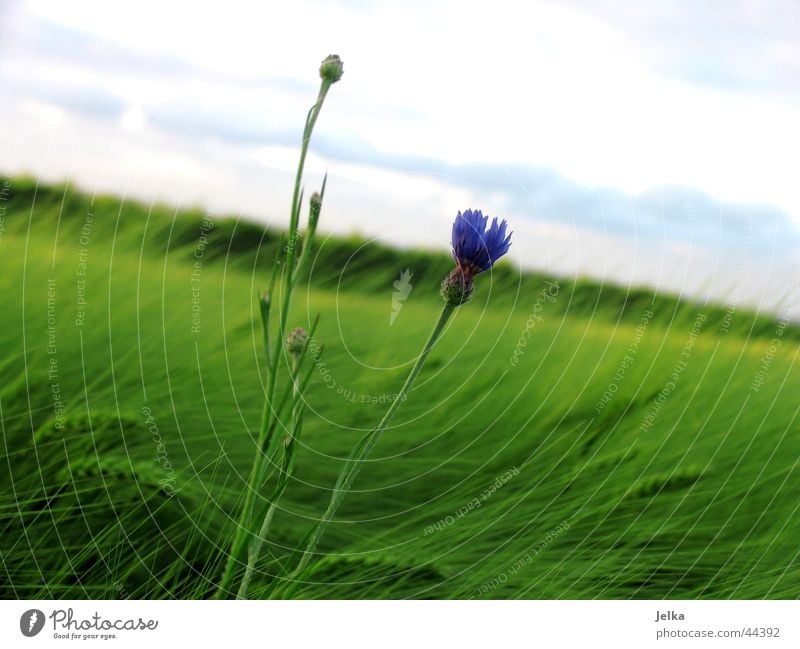 Ein Blümlein im Kornfeld... Landwirtschaft Forstwirtschaft Natur Pflanze Horizont Sommer Wind Blume Kornblume Getreide Getreidefeld Feld Feldrand blau grün