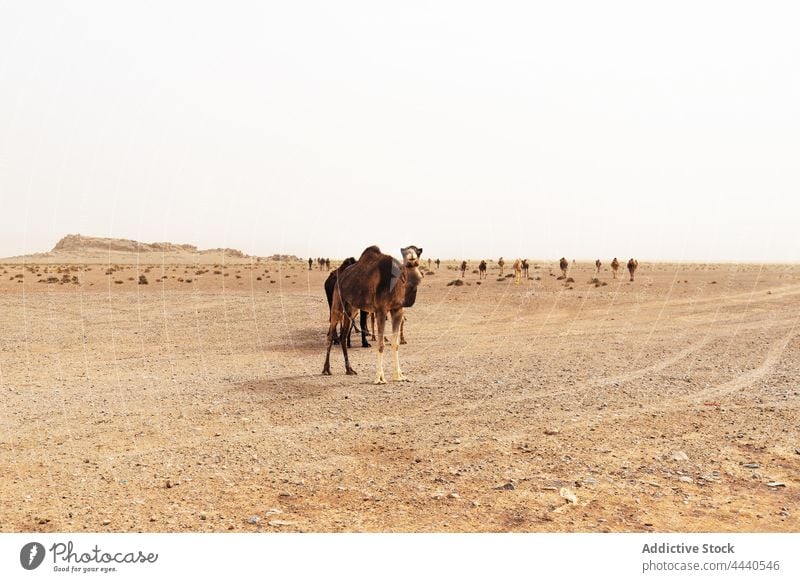 Kamele in der Sahara-Wüste bei Tageslicht Camel Tier Viehbestand Fauna domestiziert Säugetier Huftier Spaziergang wüst Himmel mit geraden Zehen Zusammensein