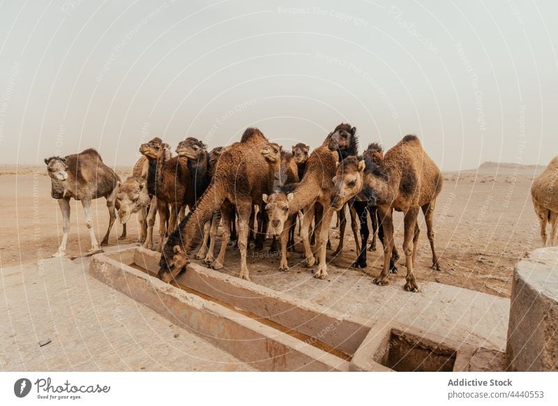 Kamele trinken Wasser in der Wüste bei Tageslicht Camel Tier Viehbestand Säugetier Pflanzenfresser Zuführung domestiziert wüst aqua stehen Buckel Fauna Huftier