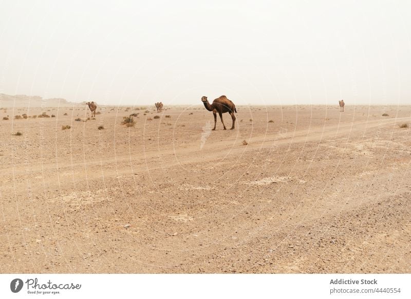 Kamele in der Sahara-Wüste bei Tageslicht Camel Tier Viehbestand Fauna domestiziert Säugetier Huftier Spaziergang wüst Himmel mit geraden Zehen Zusammensein