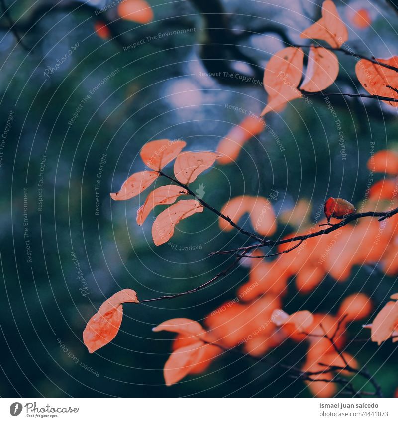 rote Baumblätter in der Natur in der Herbstzeit Niederlassungen Blätter Blatt natürlich Laubwerk texturiert im Freien Hintergrund Schönheit Zerbrechlichkeit