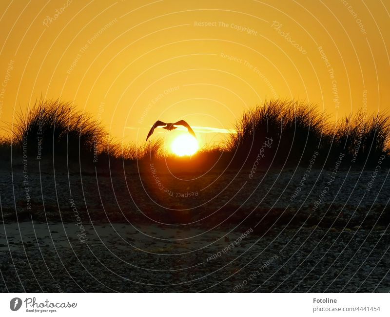 Leicht berührt der Flügel der Möwe die untergehende Sonne über der Düne von Helgoland. Sonnenuntergang Wolken Himmel Abend Abenddämmerung orange schön