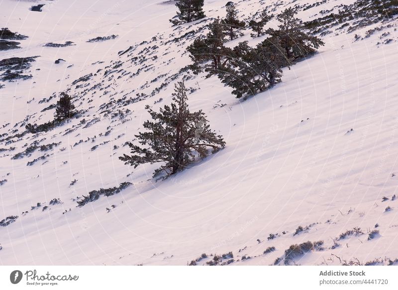 Bäume wachsen auf einem verschneiten Hügel im Sonnenlicht Berge u. Gebirge Schnee Berghang Baum Landschaft Umwelt Winter Kamm kalt Natur Saison Wald ruhig