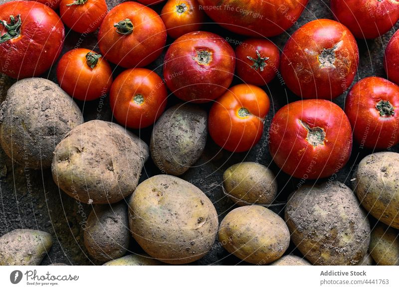 Nahaufnahme eines Haufens roter Tomaten und Kartoffeln auf dem Boden Pflanze Ackerbau Land Natur Gemüse Feld organisch Wachstum Bauernhof Lebensmittel Garten