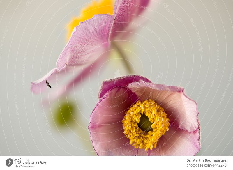 Blüten einer Japanischen Herbstanemone, Anemone hupehensis, Ranunculaceae japanisch Züchtung Pflanze Blume Hybride Sorte Gartenform Auslese Blütenblätter