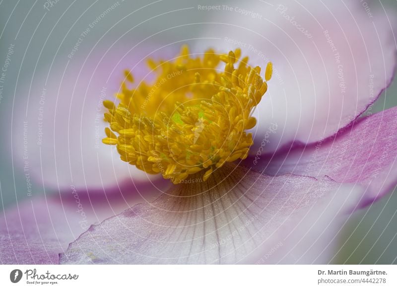 Blüte einer Japanischen Herbstanemone, Anemone hupehensis, Ranunculaceae japanisch Züchtung Pflanze Blume Hybride Sorte Gartenform Auslese Blütenblätter