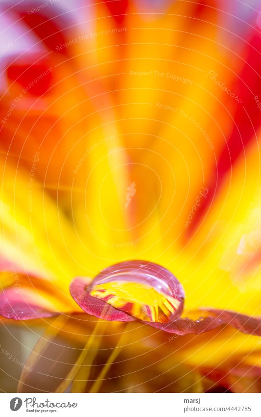 Feuerwerk an Farbe. Wassertropfen auf Chrysantheme. leuchtend knallig ästhetisch Tropfen elegant frisch harmonisch Reinheit Hoffnung glänzend Blühend orange