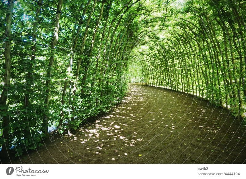 Geht seinen Gang Laubengang Blätterdach geheimnisvoll Idylle Weg Durchgang Farbfoto Natur Baum Sonnenlicht Wege & Pfade ruhig Umwelt Detailaufnahme Pergola