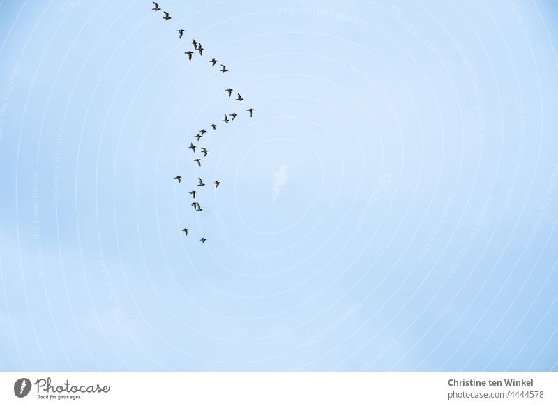 Austernfischer üben den Formationsflug fliegen Vogelschwarm Tiergruppe Himmel Wildtier Vogelflug Vögel Schwarm Natur Freiheit frei Luft Bewegung viele Nordsee