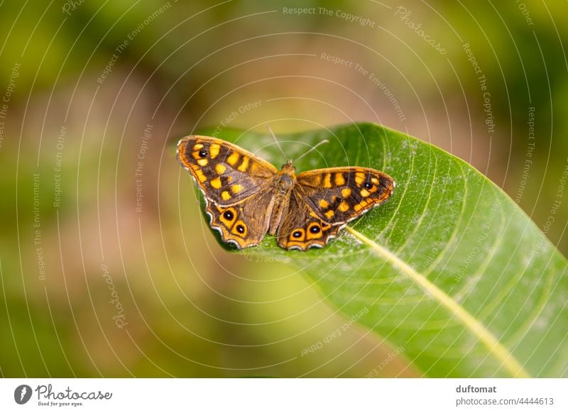 Schmetterling (Augenfalter) sitzt auf Blatt Natur natürlich draussen Pflanze Tier Flügel Nahaufnahme Insekt Fühler Tierporträt Wildtier sitzen Fuchsauge
