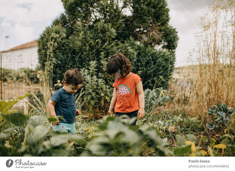 Bruder und Schwester spielen im Garten Geschwister 1-3 Jahre Kaukasier authentisch zu Hause Familie & Verwandtschaft Glück Tag Fröhlichkeit Kleinkind Lifestyle