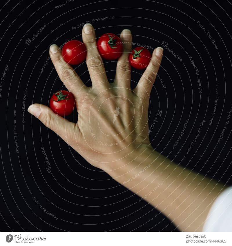 Hand mit vier kleinen roten Tomaten vor schwarzem Hintergrund Finger Arm Kunst Gemüse frisch Lebensmittel Ernährung natürlich Vegetarische Ernährung Diät