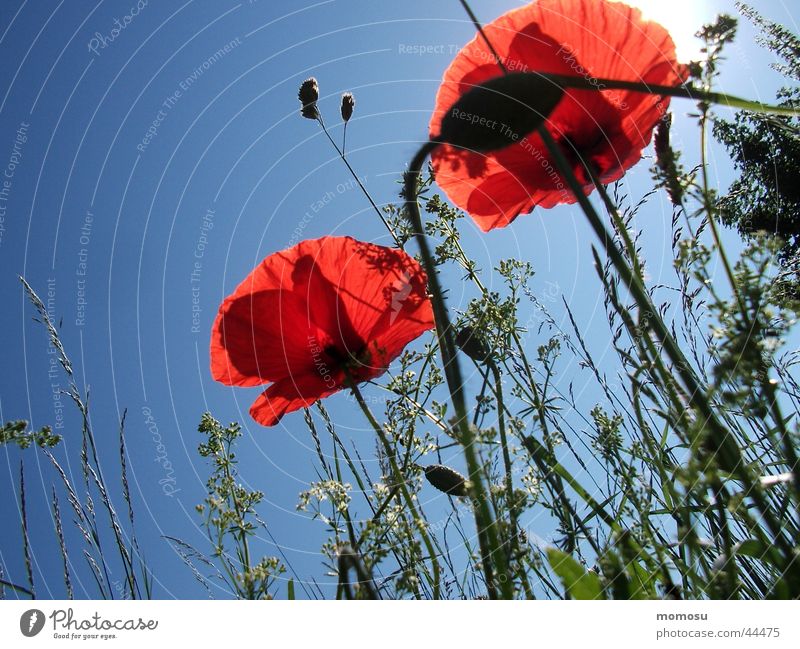 mohn - mohn blau Mohn Blume Wiese Gras Blüte Licht Himmel Schatten