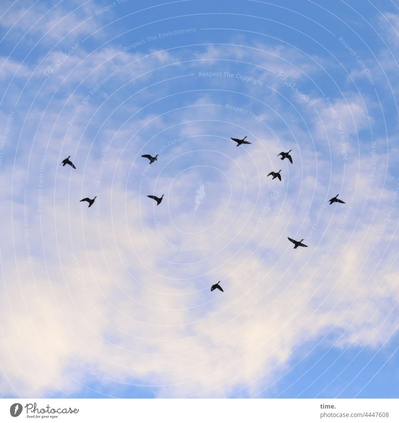 es ist wieder soweit vögel vogelflug zugvögel tiere himmel wolken 10 gänse fliegen schwarm unterwegs natur