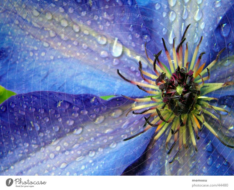 aus der mitte Clematis Blume Blüte Blatt nass violett Seil Wassertropfen blau Mitte
