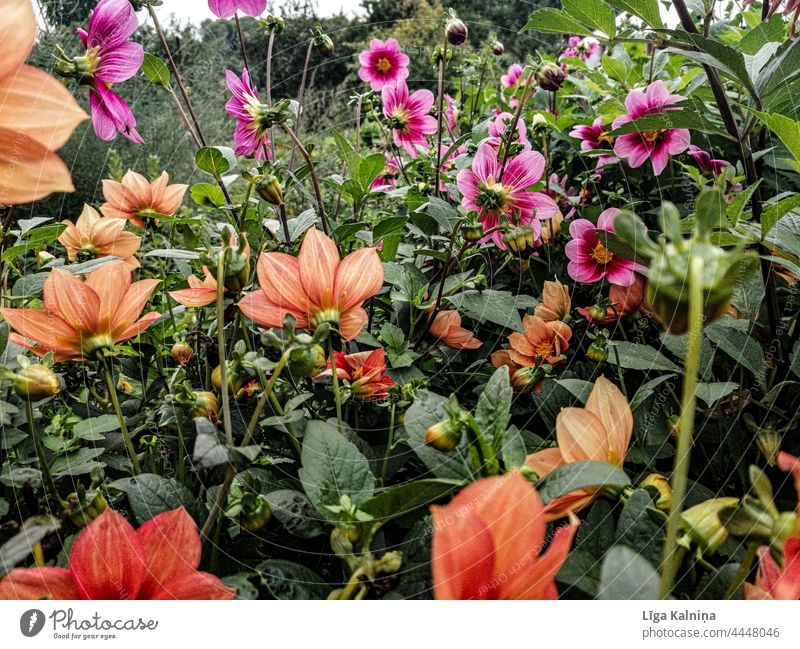 Orange und Rosa Blumen Dahlien im Garten Blüte Blühend blühende Blumen natürliches Licht Tageslicht Frühlingsblumen aufblühen Frühlingsgefühl orange rosa