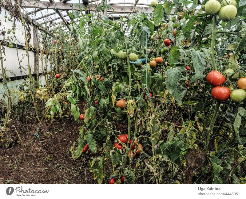 Tomaten im Gewächshaus Gemüse Gesundheit Pflanze Bioprodukte Vegetarische Ernährung frisch rot grün Gesunde Ernährung organisch Farbfoto Lebensmittel