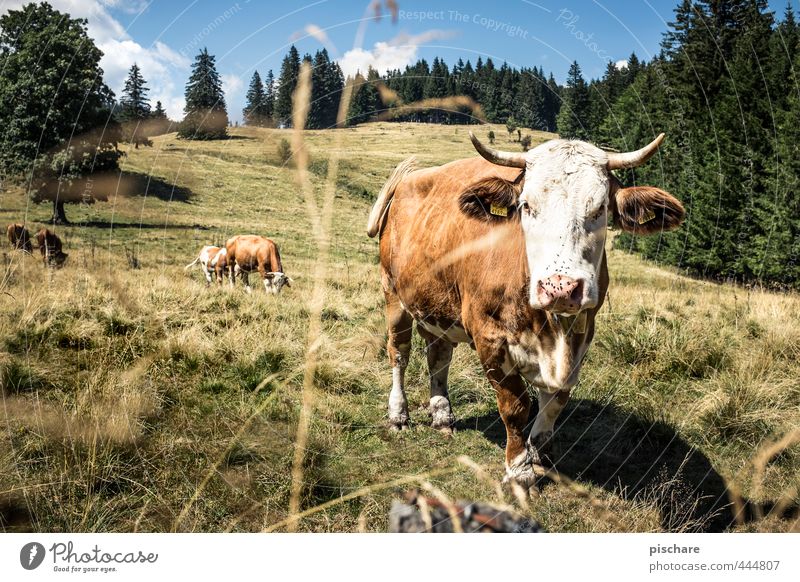 Du Kuh! Sommer Berge u. Gebirge Tier Nutztier 3 Herde beobachten natürlich Natur Alm Österreich Farbfoto Außenaufnahme Tag Sonnenlicht Tierporträt Blick