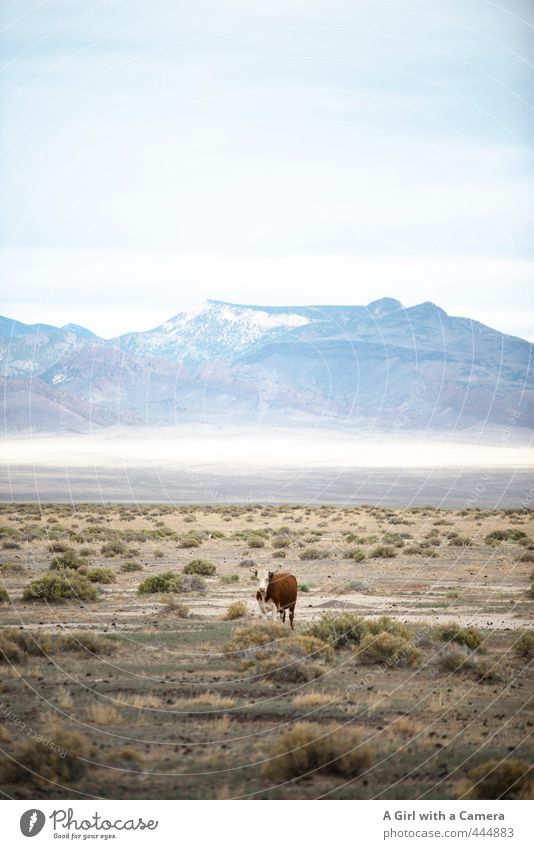 zee cow part two Umwelt Natur Landschaft Sommer Schönes Wetter Berge u. Gebirge Tier Nutztier Kuh frei wild Nevada Einsamkeit open range Ferne Horizont